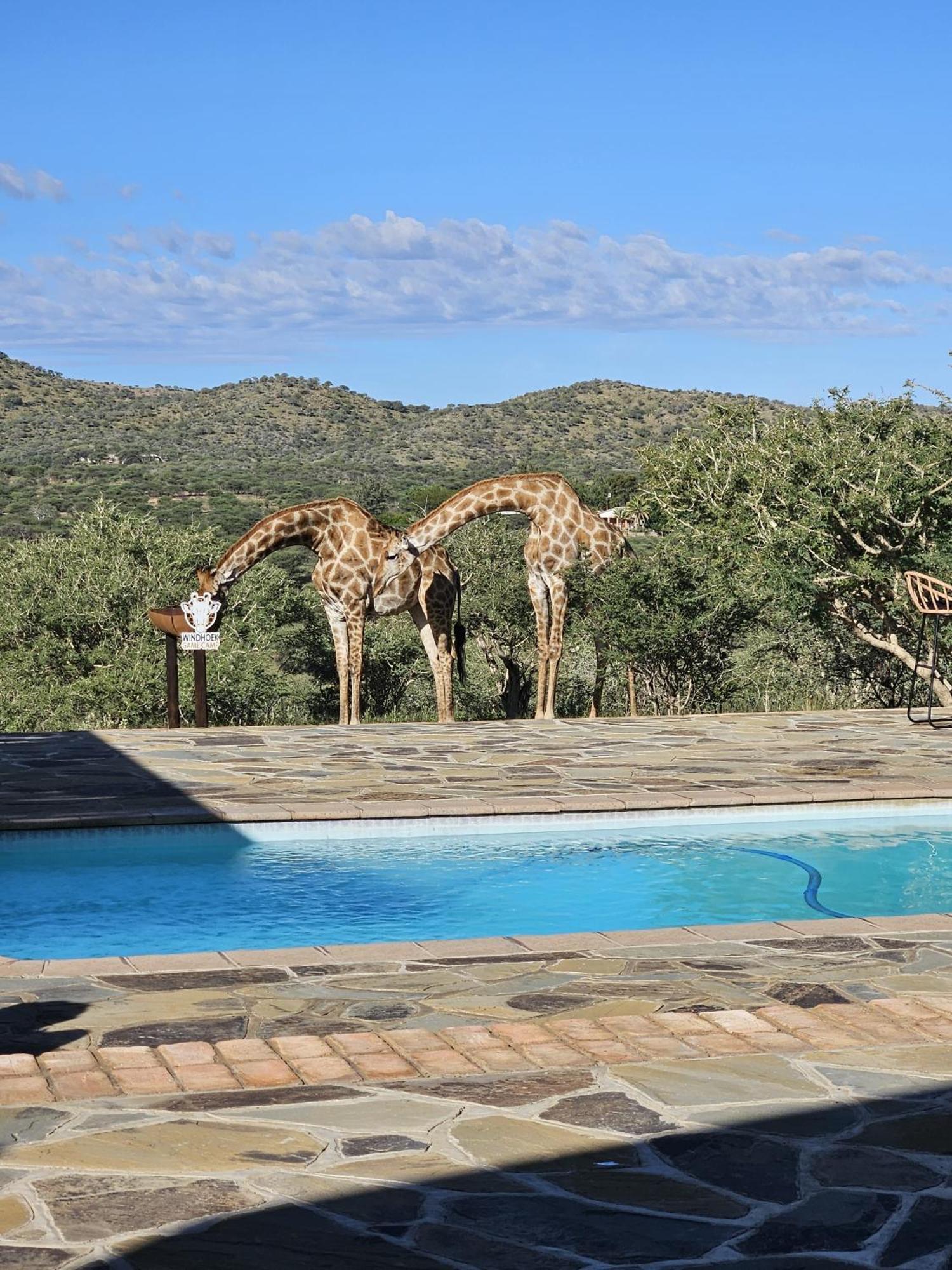 Windhoek Game Camp Lafrenz Township Extérieur photo