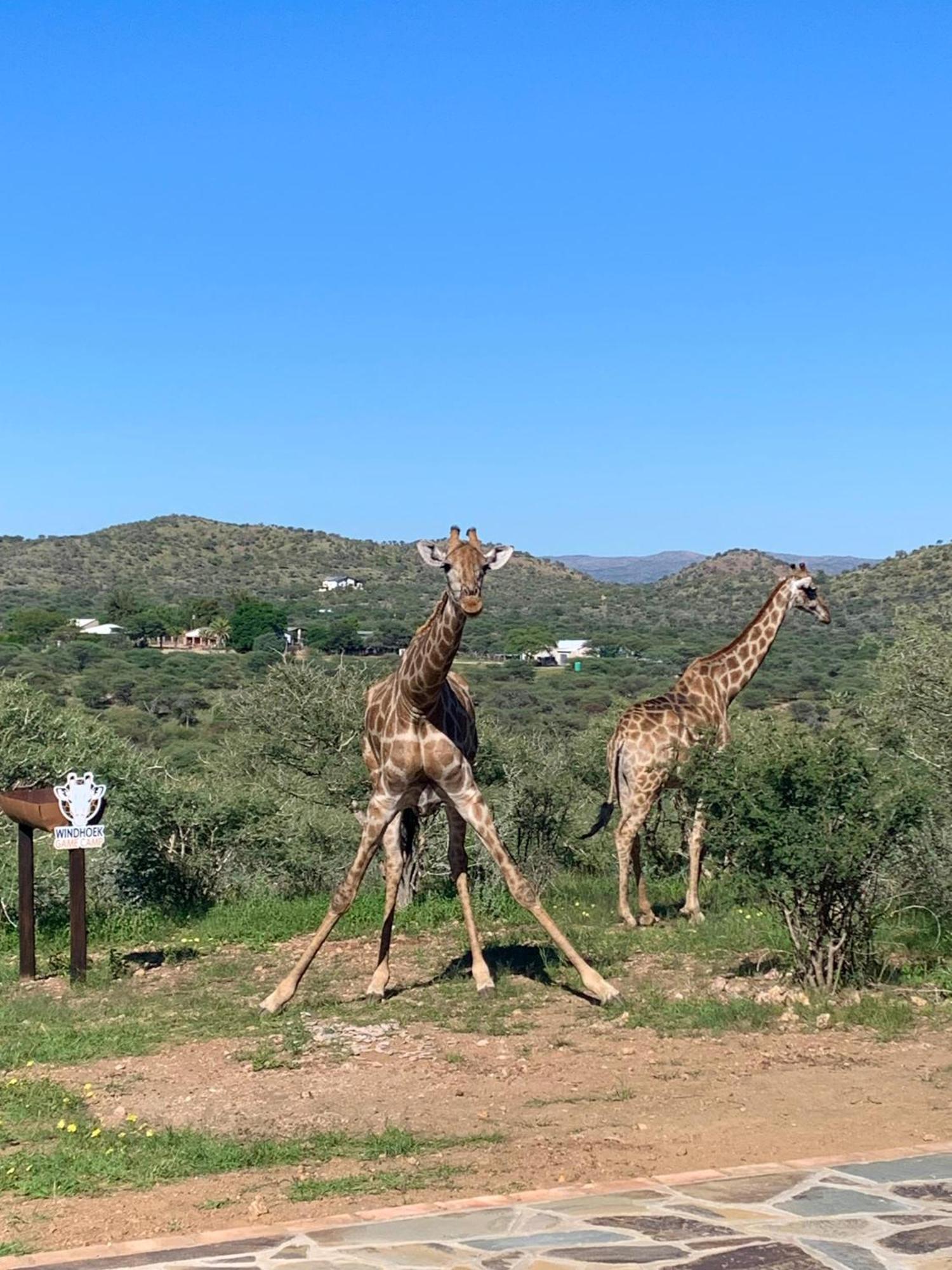 Villa Windhoek Game Camp à Lafrenz Township Extérieur photo